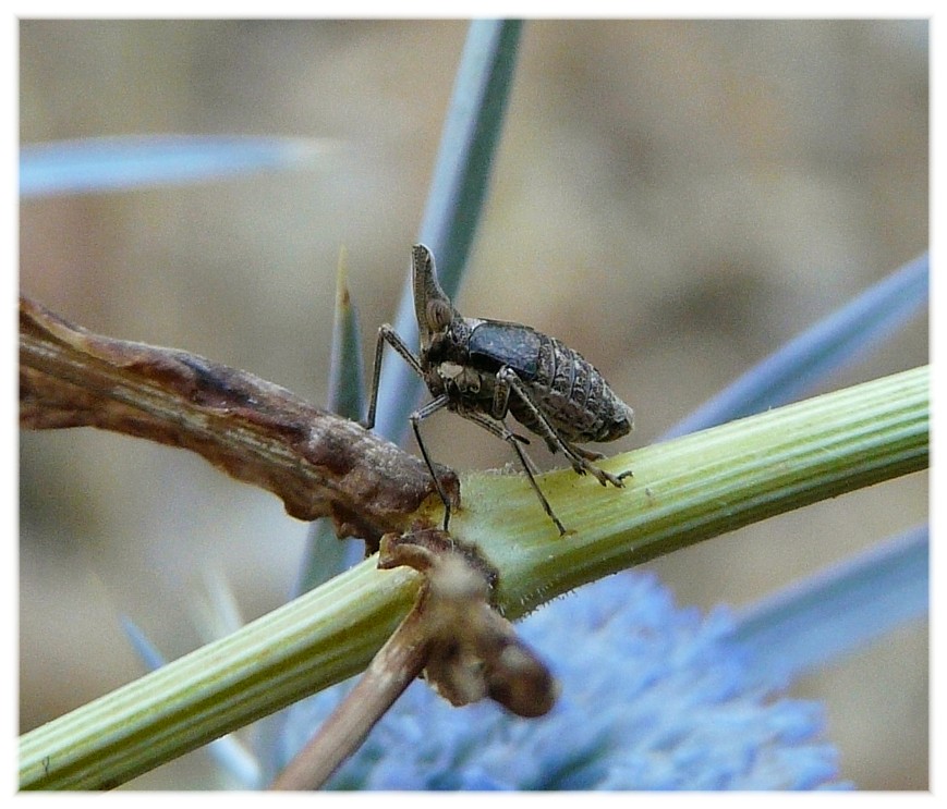 Bursinia cf. genei (Dictyopharidae)